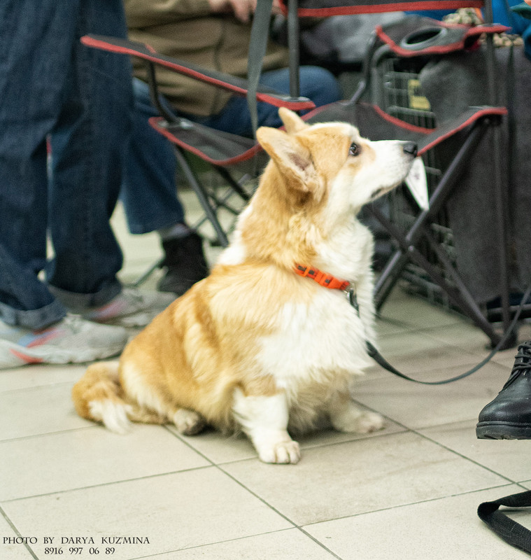 IMGP6912 - копия