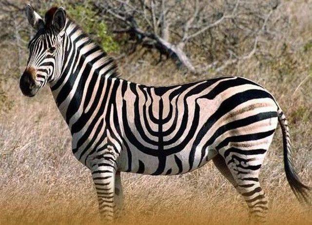 Jewish-Zebra