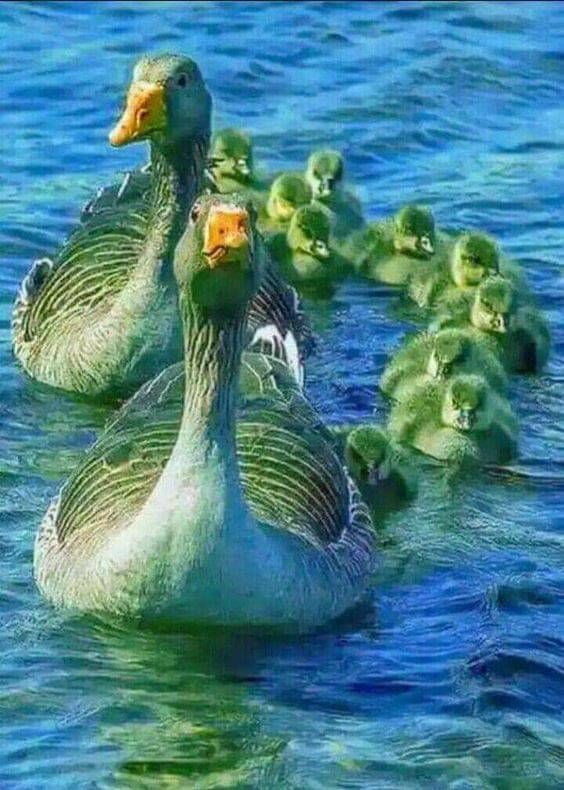 greengeese.jpg