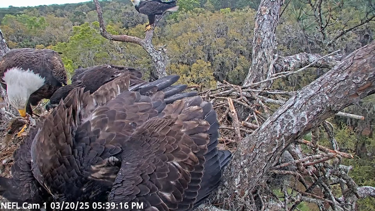 NEFL Cam 1 — tiešraidē Bald Eagle Cam 3-39-36 screenshot