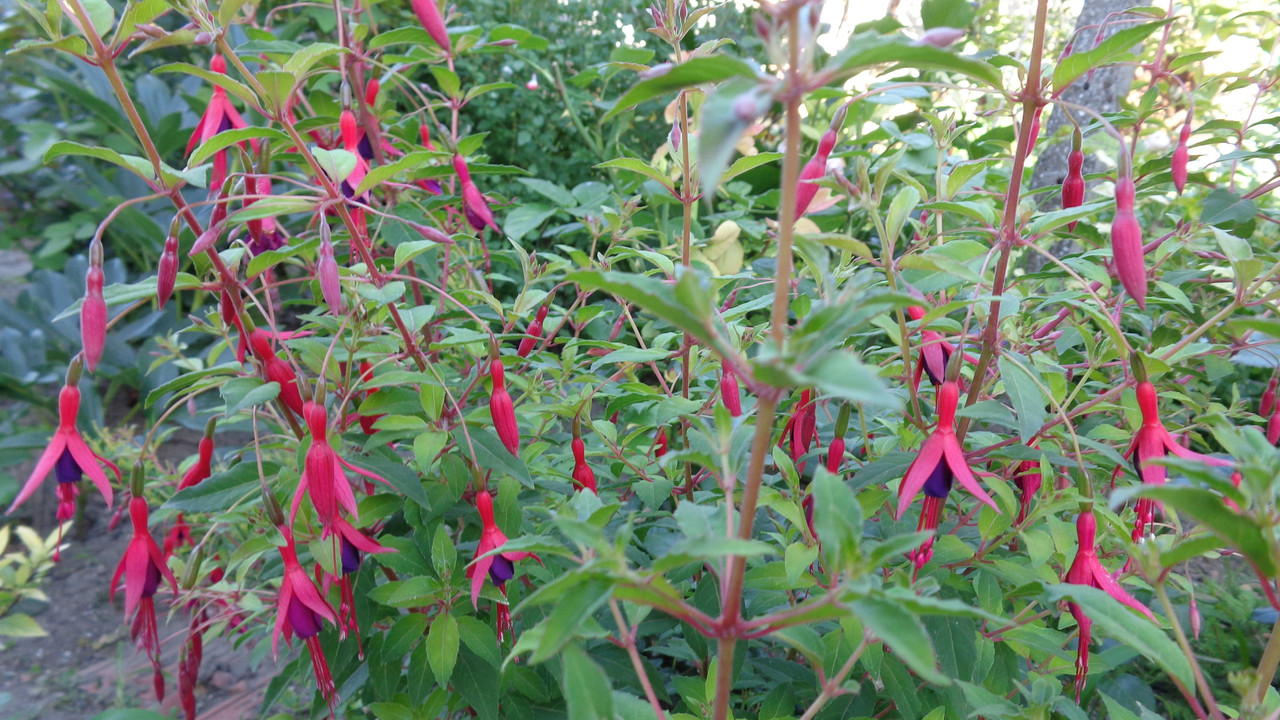 Фуксия градинска / fuchsia - Форум HobbyKafe.com