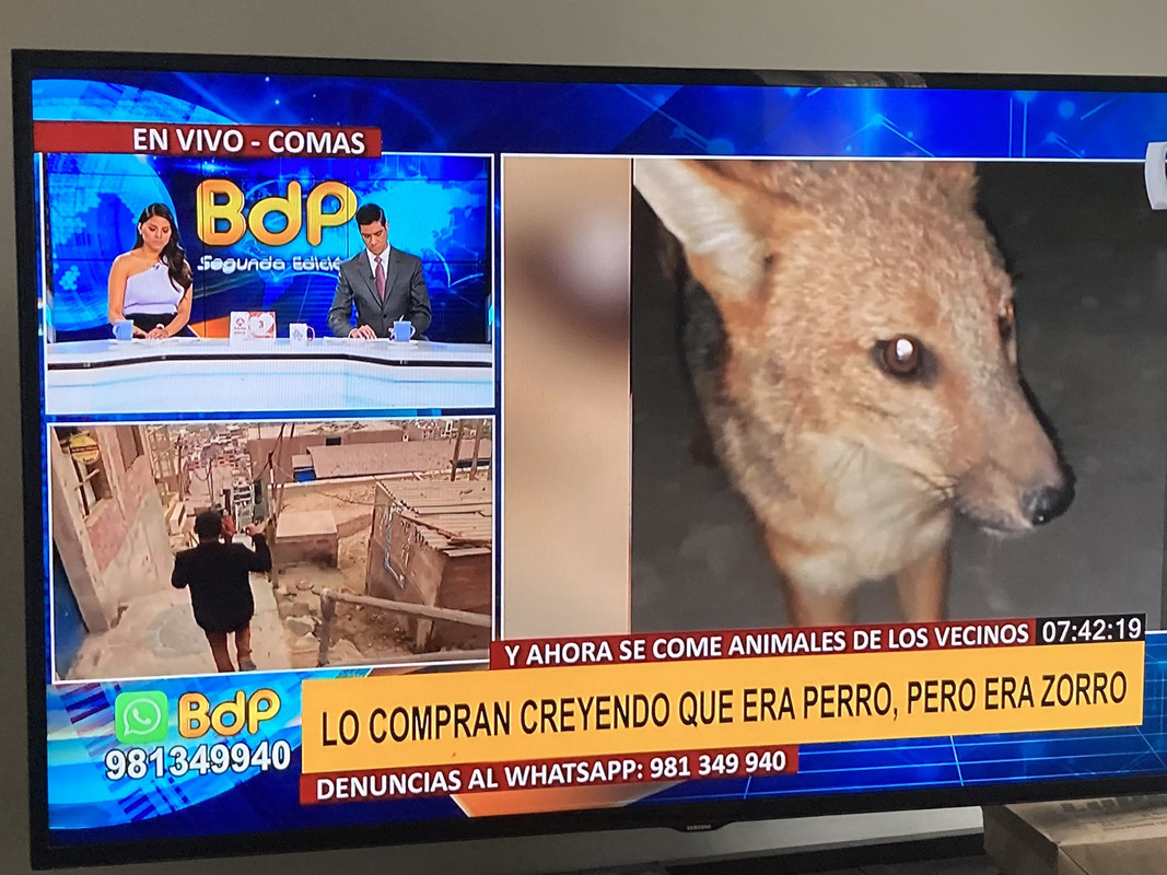 Joven compra un perro en Perú y descubre que le vendieron un zorro