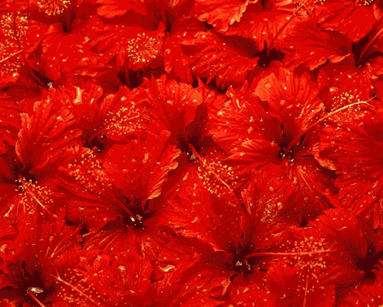 Dangas Oaxaca's banner