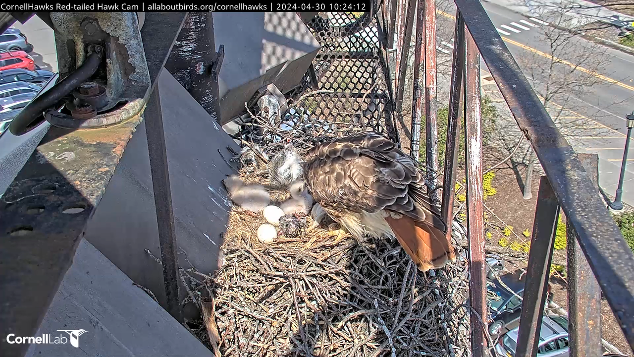 Cornell Red-tailed Hawks tiešraides kamera —#CornellHawks_ Kornela laboratorija 13-9-7 screenshot