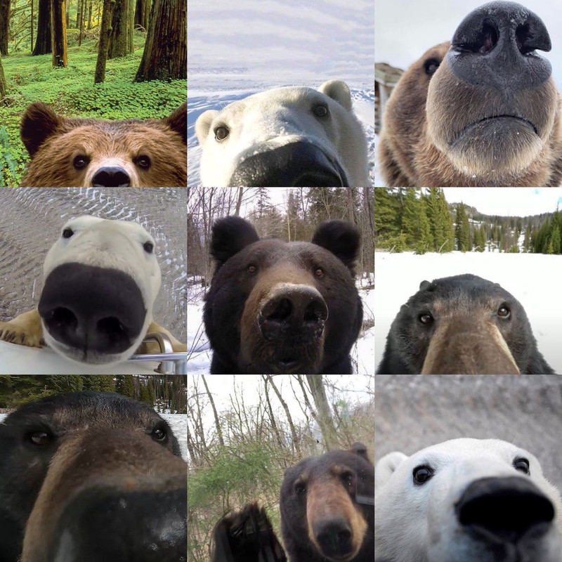 a 3x3 grid of nine bears investigating trail cams so it looks like they’re saying hello