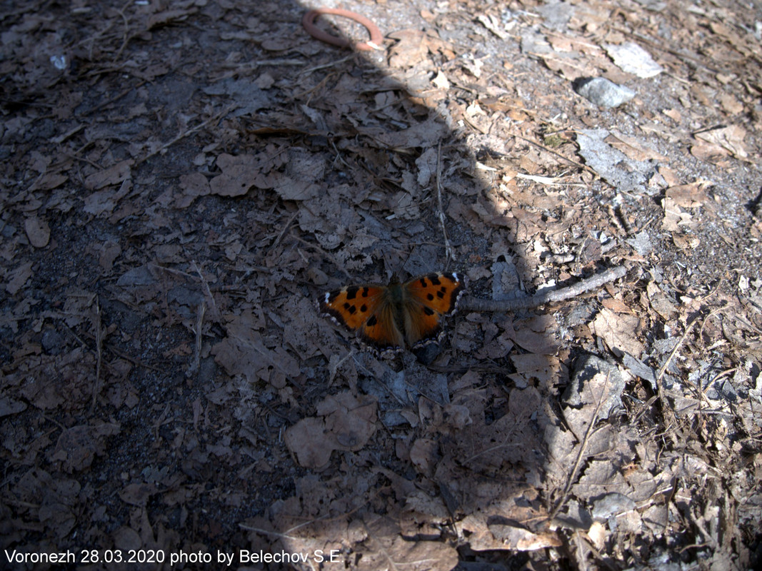 Воронеж, весна, Олимпик Воронеж, весна, Олимпик