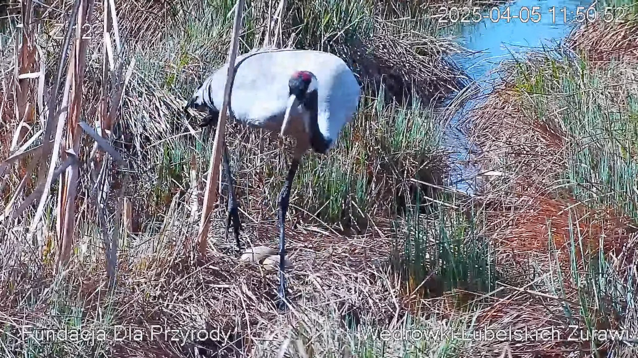 Kamera na żywo Gniazdo żurawia, okolice Poleskiego PN. Live cam nesting common crane, Polesie Poland