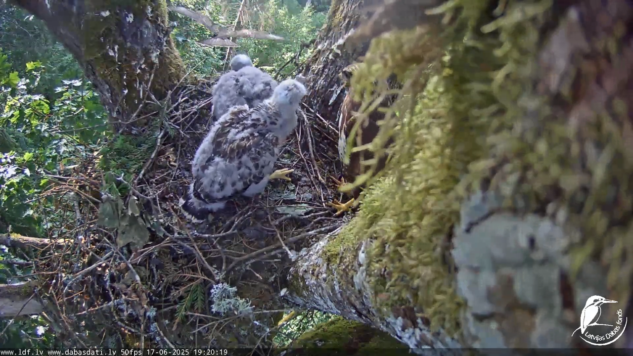 Melnās klijas (Milvus migrans) Kurzemē_ peļu klijāni (Buteo buteo) 12-52-49 screenshot