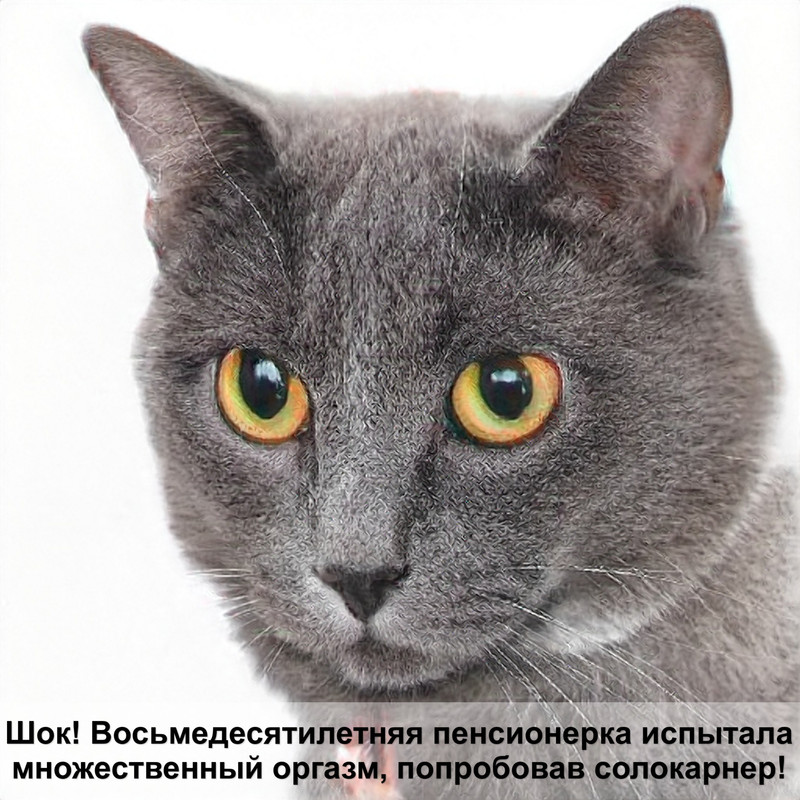 болезни кошек по симптомам