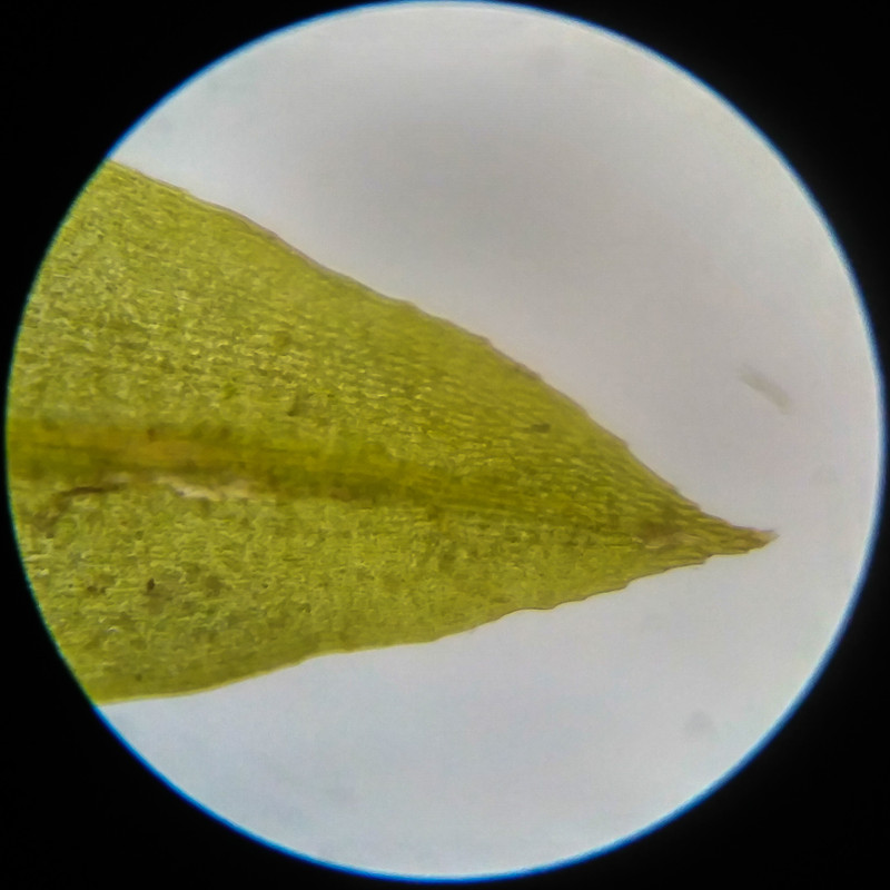 IMG 20250617 114427 HDR