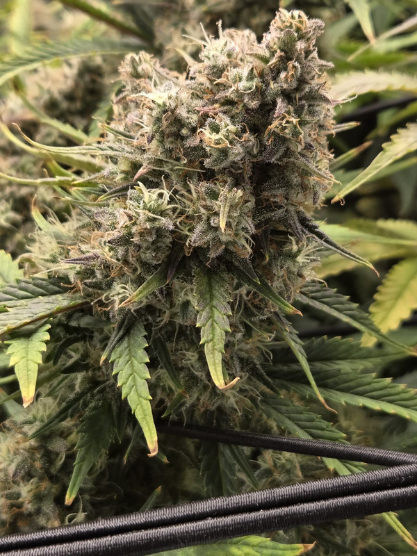 Messenger creation 50E2EA47 9EFE 4C90 AFF8 AD21CB2AAE48