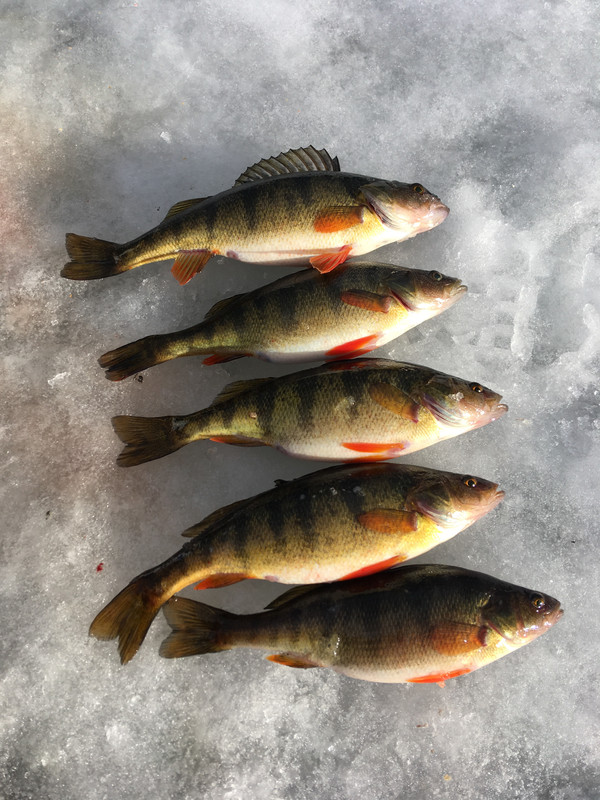 DE232FC5-2DED-4774-B5E5-B2A94C128BB9