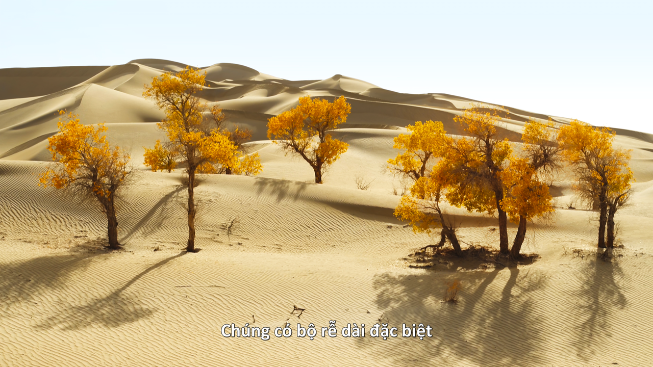 The.Green.Planet.S01E04.Desert.Worlds.2160p.UHD.BluRay.REMUX.HEVC.Atmos.TrueHD.7.1-ThuyetMinh_Vietsu