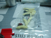 DSC00068.jpg