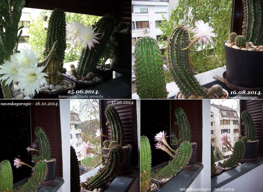 9-25.06., 16.08., 16.10. i 09.11.2014.