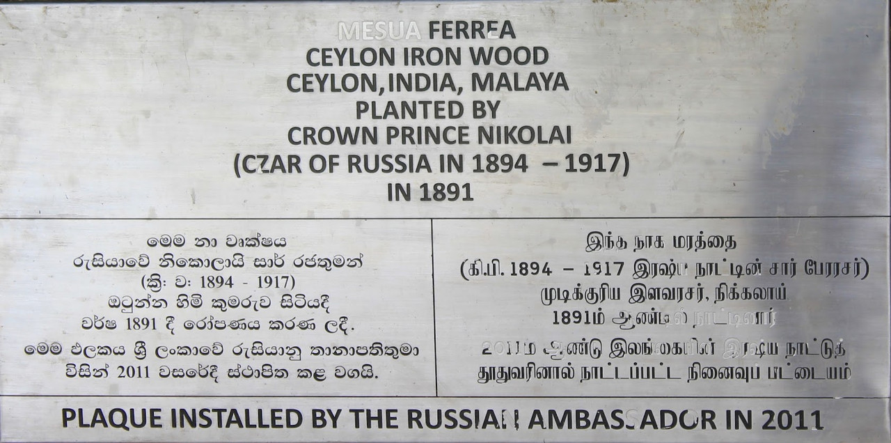 жел. дерево Ник.2 , ботсад ШриЛанка,