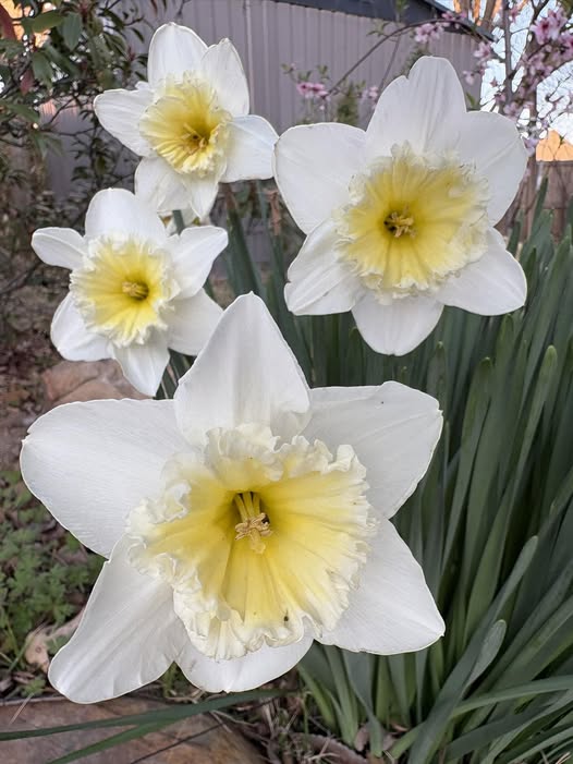 642310593-2065606090888860-2330637761385167915-n