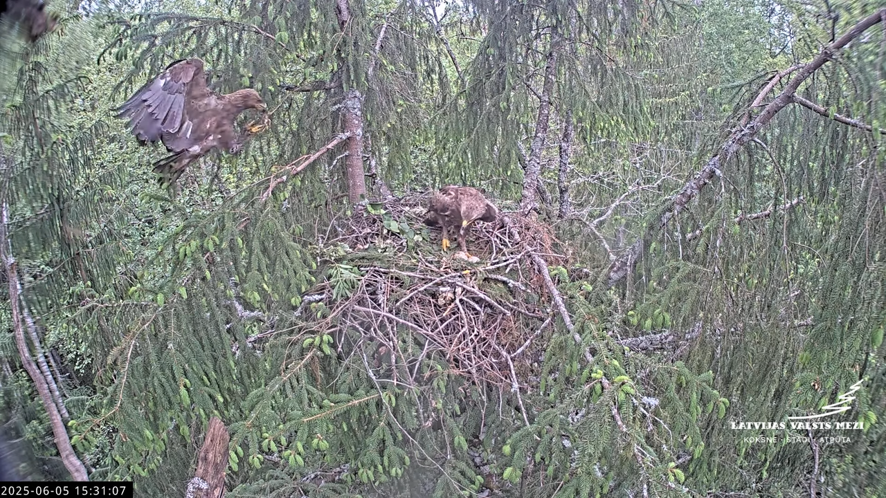 LVM mazais ērglis Lisiņa, egle2 – Lesser Spotted Eagle 9-53-57 screenshot