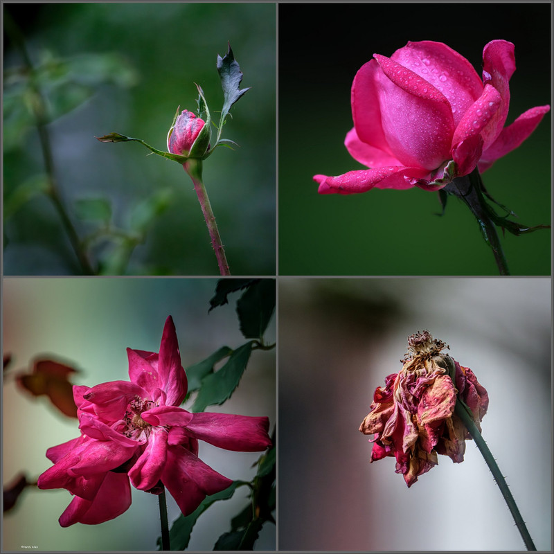 XT5C1185_Fotor_Collage ERWZ FB