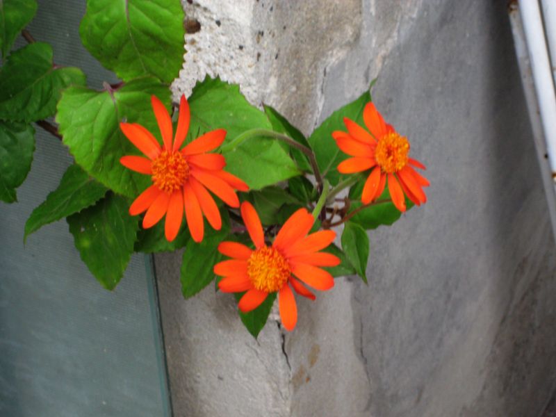 senecio_confusus_oktobar