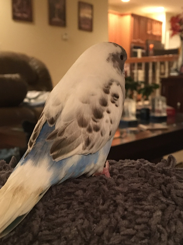 9AF9A2FB-51CB-47D4-8071-70DEBA8F15D8