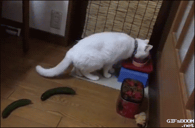 daily-gifdump-3408-05.gif