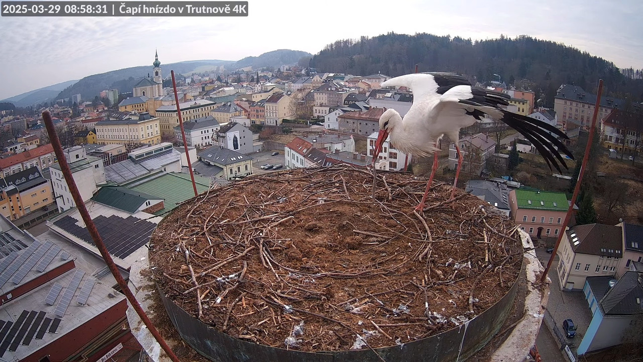 Tiešraidē no stārķa ligzdas uz alus darītavas skursteņa Trutnovā 12-6-52 screenshot
