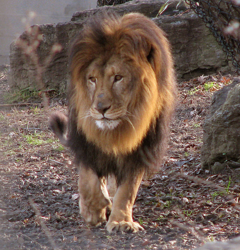 lion-stock-29-by-hotnstock-d4j87nm-pre.jpg