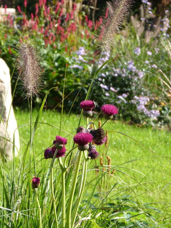 2014-11-01 Novemberblüten 6
