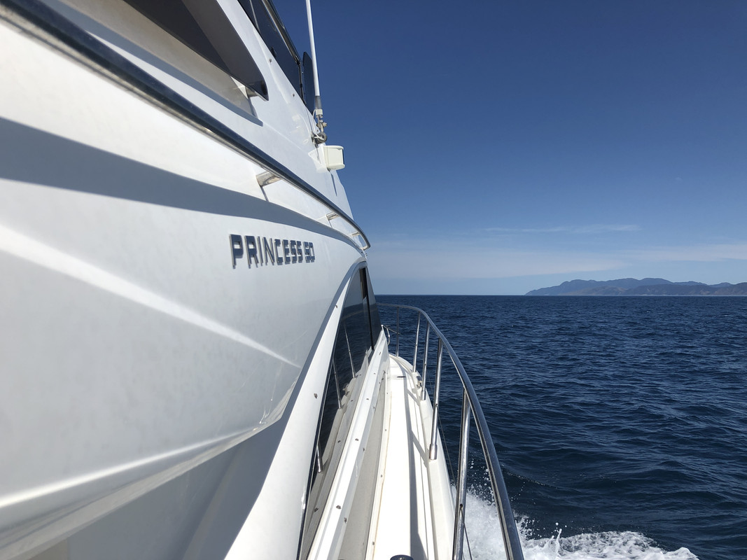Wairarapa Coast Clam