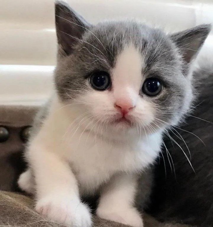 why-are-these-cats-so-cute-v0-vgecrnkw7po71-(1).jpg