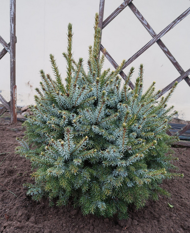 Picea omorica Peve Tijn 24-12-28