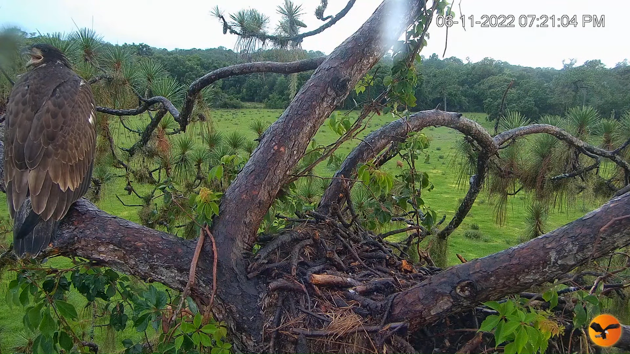 EC Nest Cam 11-8-59 screenshot (1)