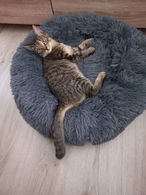 Slika