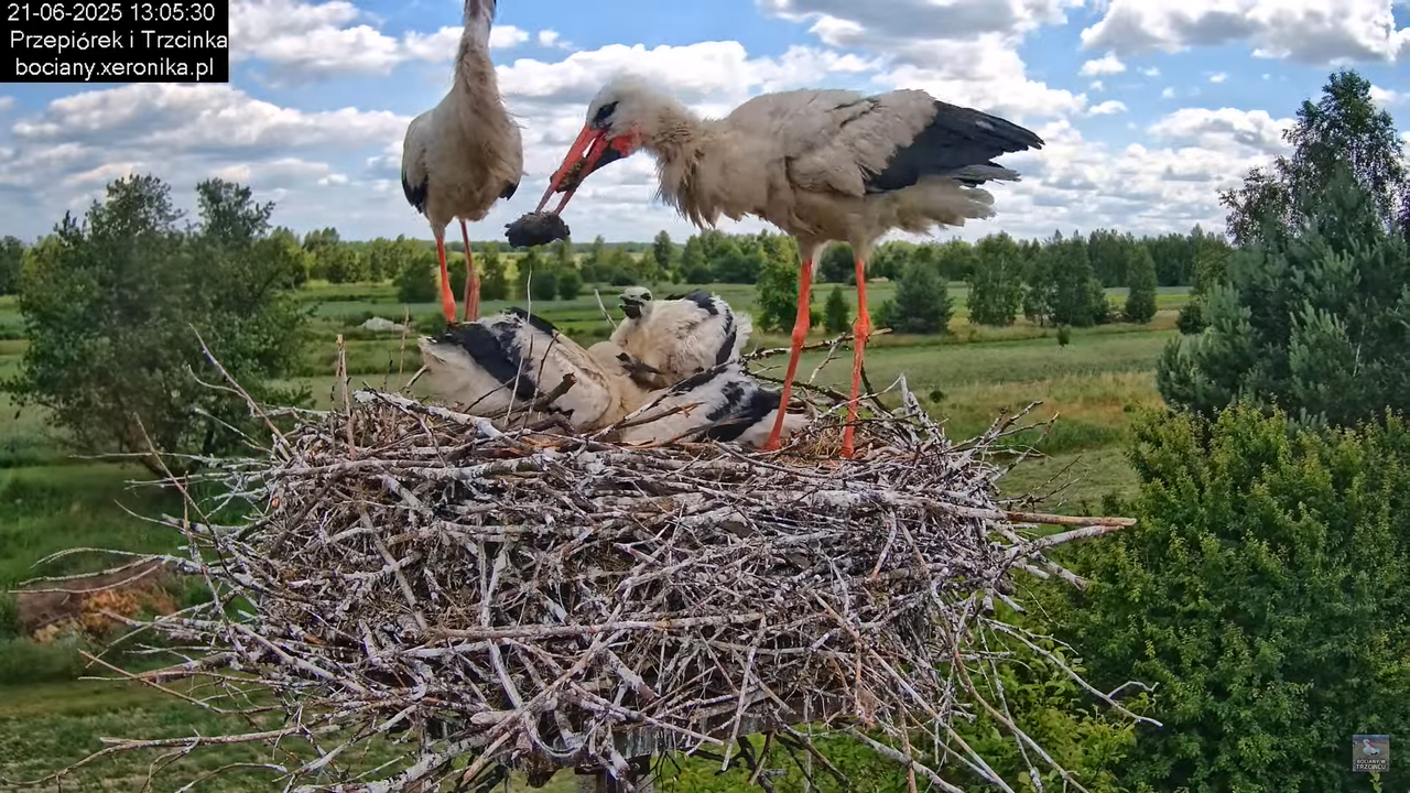 21062025bociany23