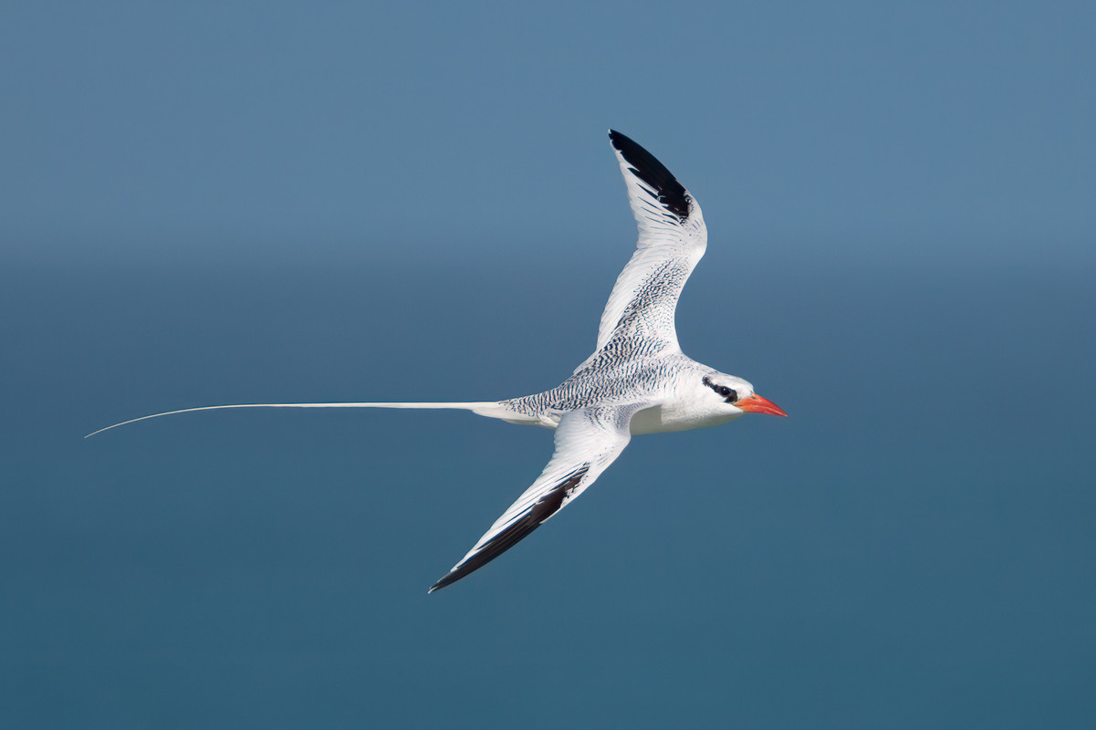 Roodsnavelkeerkringvogel (Kaapverdië, 12/2021) Na 4 jaar Birdpix is dit “oudje” nog steeds het meest gewaardeerd 😂.