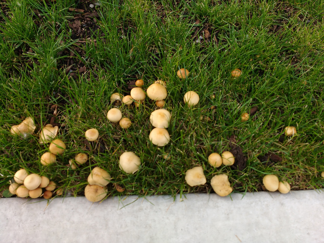 Michigan Lawn Mushrooms All Mushroom Info