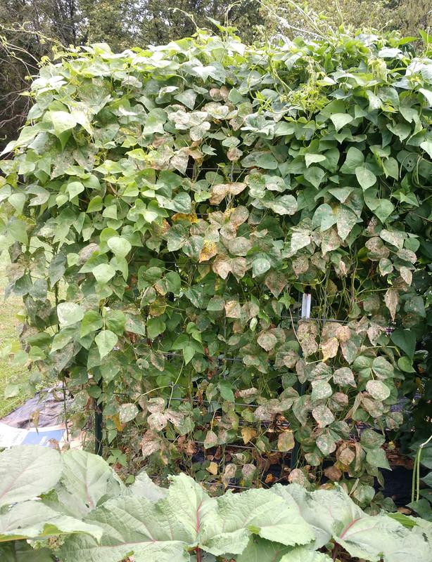 R34 Oaxacan Cream IMG_20200825_174932640~2