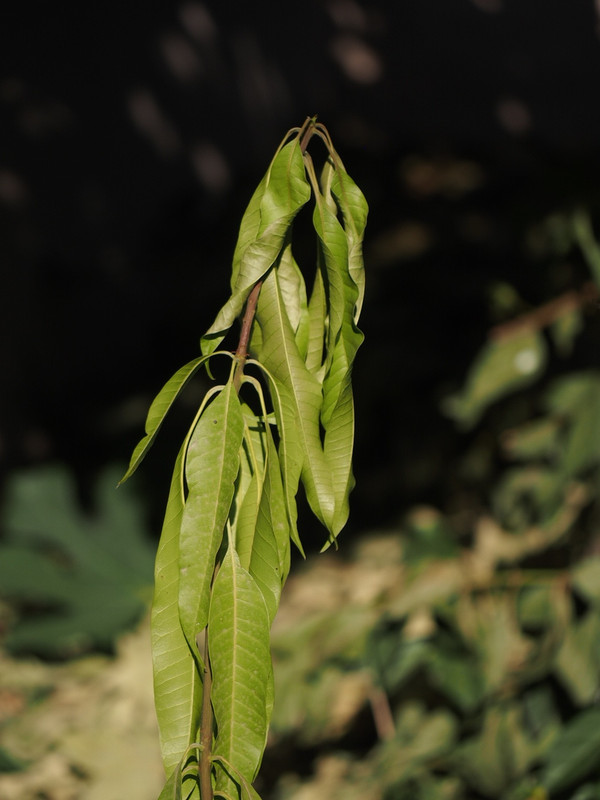 P8090016