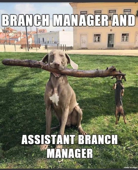 Dog Humor #3