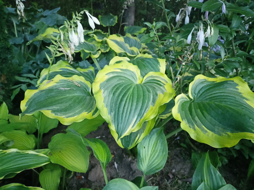 IMG-586ccceb0c0ad9f633b5e603db6a4866-V