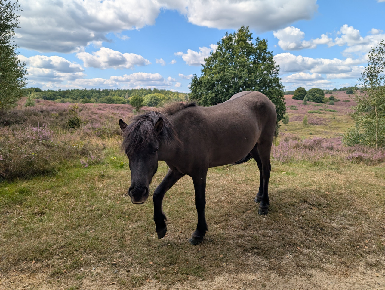 Трое в Амстердаме, не считая собаки. Переезд в Нидерланды.