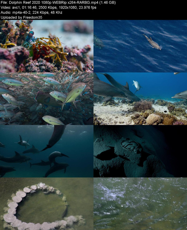 Dolphin-Reef-2020-1080p-WEBRip-x264-RARB