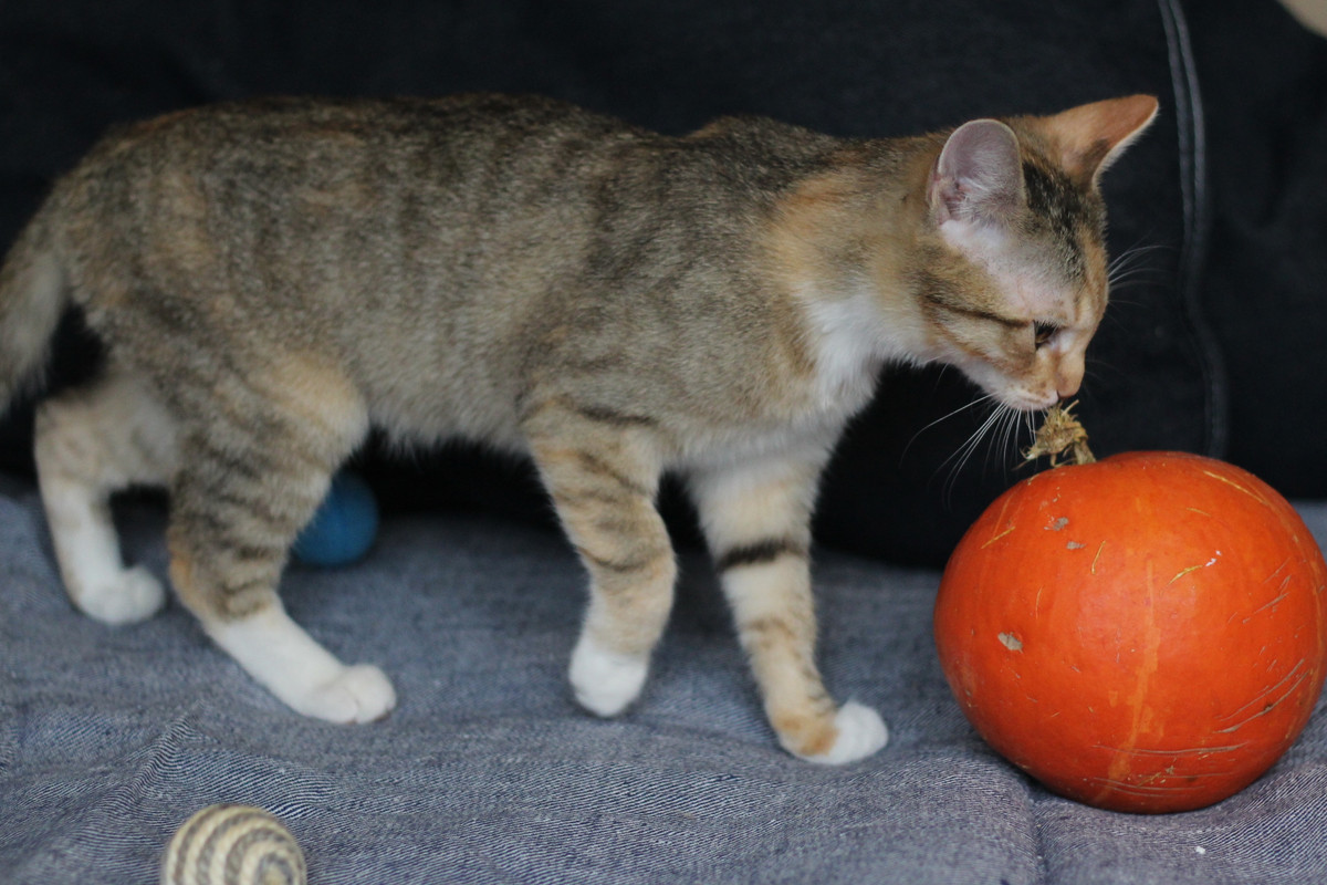 IMG_2347 — копия