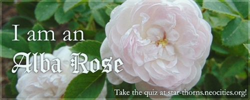 I am an Alba Rose!
