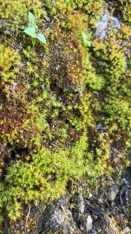 a close-up photo of some beautiful bright green & red moss