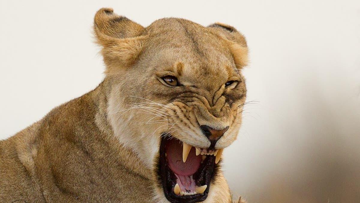 Leona despedaza a guardián de zoológico para luego escapar