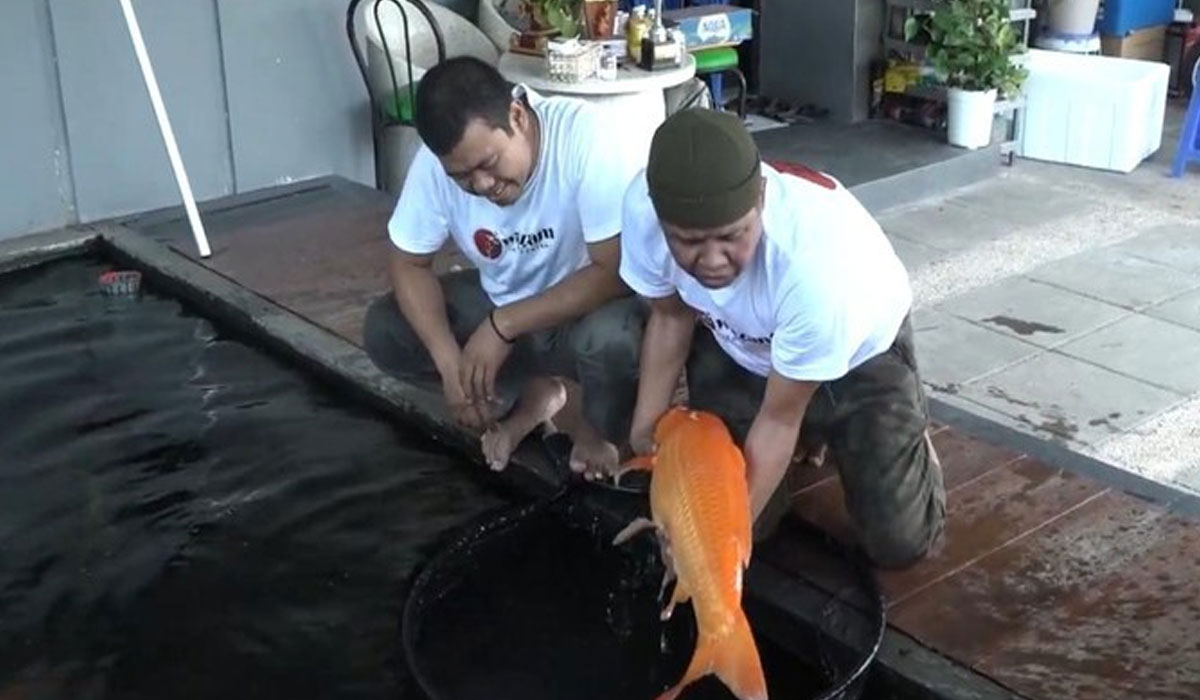 Keuntungan dan Nilai Jual Ikan Koi Peternakan Cecep Ibrahim
