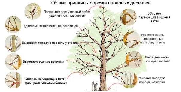 Простые правила весенней обрезки плодовых деревьев, о которых нужно знать каждому садоводу