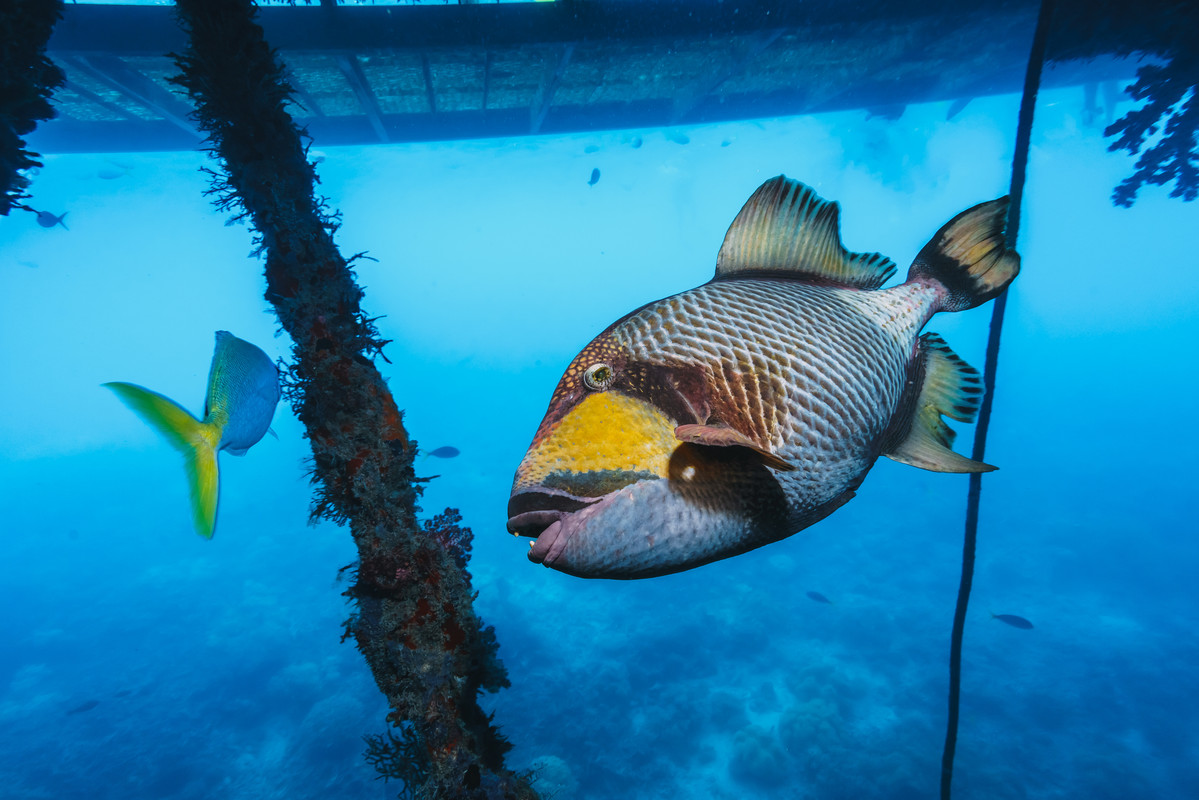 Triggerfish hovering over rippled sand near a coral head